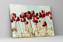 Obraz Krása tulipánov zs1021